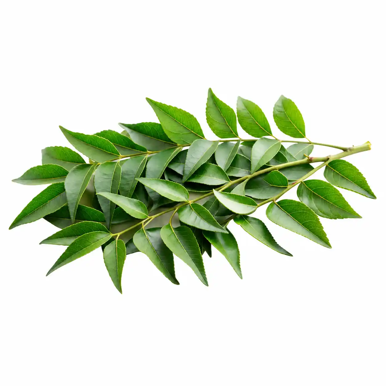 ️ ️ Curry Leaves