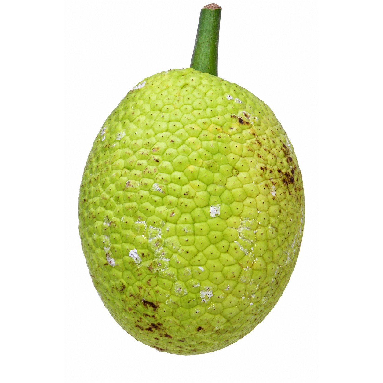 Breadfruit (Fresh)